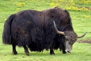 Read more about the article याक (Yak)