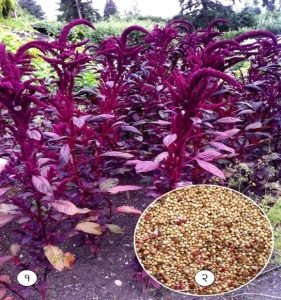 Read more about the article राजगिरा (Red amaranth)