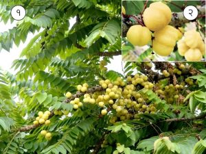Read more about the article रायआवळा (Star gooseberry)
