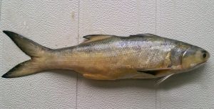 रावस (Indian salmon)