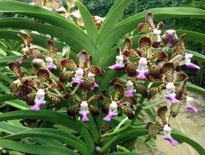 Read more about the article रास्ना (Vanda)