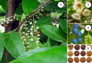 रुद्राक्ष (Utrasum bead tree)