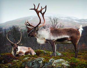 Read more about the article रेनडियर (Reindeer)