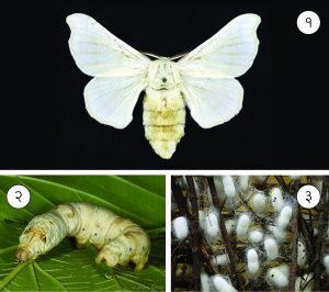 Read more about the article रेशीम कीटक (Silkworm)
