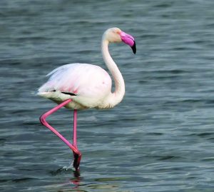 रोहित (Flamingo)