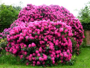 Read more about the article ऱ्‍होडोडेंड्रॉन (Rhododendron)