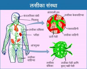 Read more about the article लसीका संस्था (Lymphatic system)