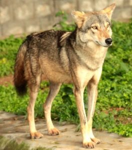 Read more about the article लांडगा (Wolf)