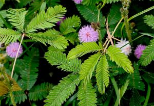 Read more about the article लाजाळू (Sensitive plant)