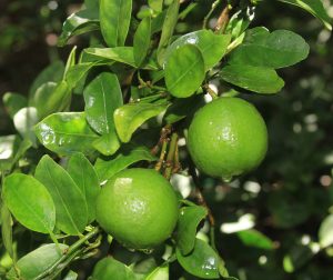 Read more about the article लिंबू (Lime)