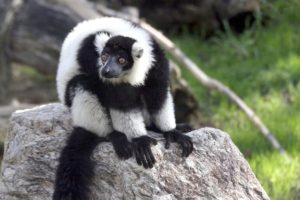 Read more about the article लेमूर (Lemur)