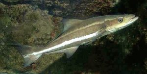 Read more about the article सकला मासा (Black King Fish / Cobia)