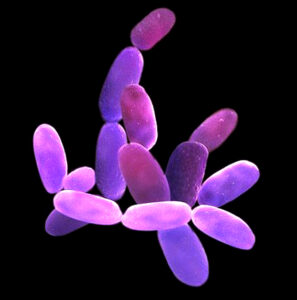 लवणजलरागी जीवाणू (Halophilic bacteria)