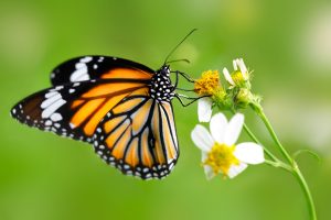 Read more about the article फुलपाखरू (Butterfly)