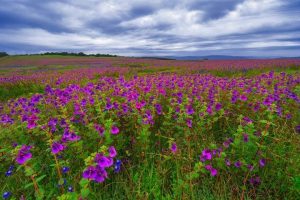 Read more about the article कास पुष्प पठार (Kaas Plateau)