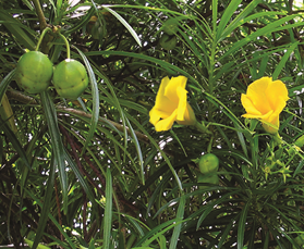 पिवळी कण्हेर (Yellow oleander)