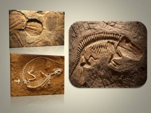 Read more about the article पुराजीवविज्ञान (Paleontology)
