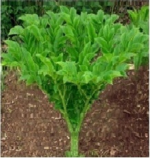Read more about the article सुरण (Elephants Foot Yam)