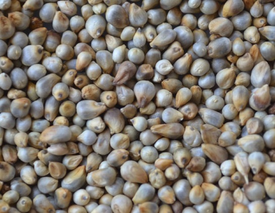 pearl-millet