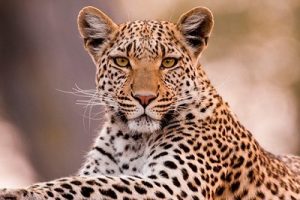 Read more about the article बिबळ्या (Leopard)