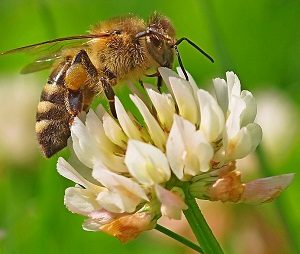 Read more about the article मधमाशी (Honey bee)