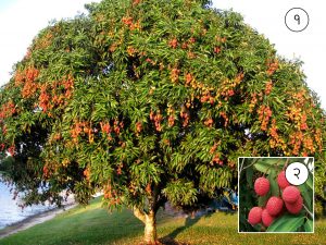 Read more about the article लिची (Lychee)
