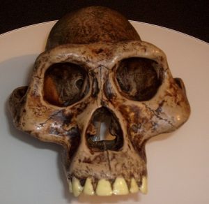 ऑस्ट्रॅलोपिथेकस (Australopithecus)