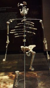 ऑस्ट्रॅलोपिथेकस अफारेन्सिस (Australopithecus afarensis)