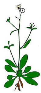 अराबिडॉप्सीस थॅलियाना (Arabidopsis Thaliana)