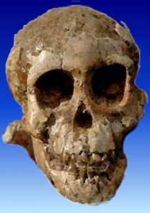 डिकिका बालक (Dikika baby) Selam (Australopithecus)