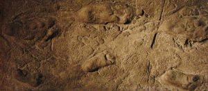 लेटोली पाऊलखुणा (Laetoli Footprints)