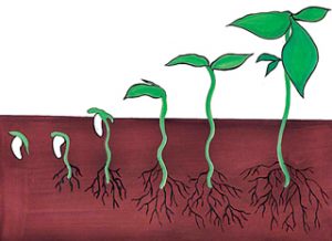 Read more about the article अंकुरण (Germination)
