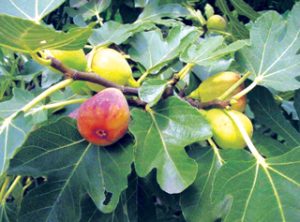 अंजीर (Common fig)