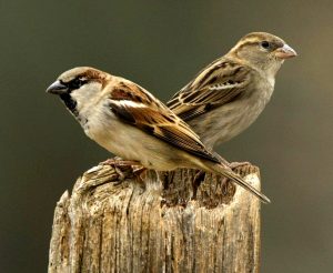 चिमणी (House Sparrow)