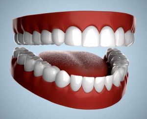मानवी दात (Human Teeth)