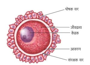 Read more about the article अंड (Ovum)