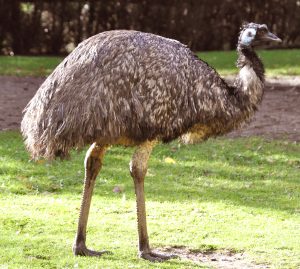 एमू (Emu)