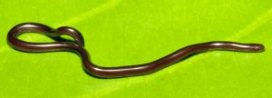 Read more about the article आंधळा साप / वाळा (Blind Snake)