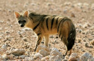 Read more about the article आर्डवुल्फ (Aardwolf)