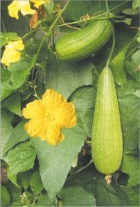 Read more about the article घोसाळे (Sponge gourd)