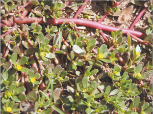 Read more about the article घोळ (Purslane)