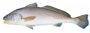 घोळ मासा (Croaker fish)