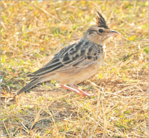 Read more about the article चंडोल (Indian bushlark)