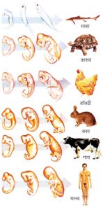 गर्भविज्ञान (Embryology)