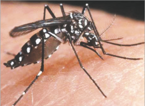 Read more about the article चिकुनगुन्या (Chikungunya)