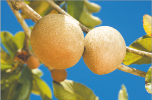 Read more about the article चिकू (Sapodilla)