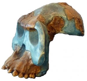 ऑस्ट्रॅलोपिथेकस गार्ही (Australopithecus garhi)