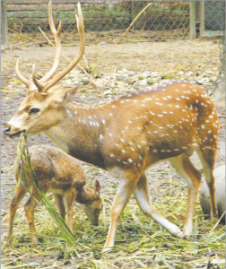 Read more about the article चितळ (Spotted deer)