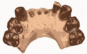 ऑस्ट्रॅलोपिथेकस  बहरेलगझाली (Australopithecus bahrelghazali)