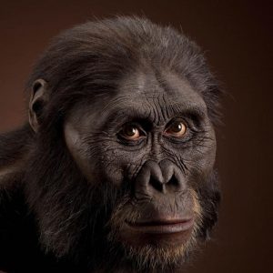 ऑस्ट्रॅलोपिथेकस आफ्रिकानस (Australopithecus africanus)